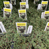 Thymus