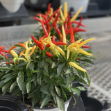 Ornamental Pepper