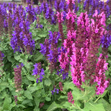 Salvia