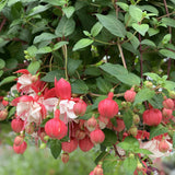 Fuchsia Hanging Basket