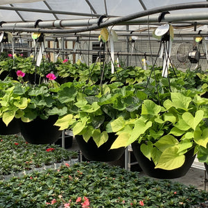 Premium Mix Annual Hanging Basket