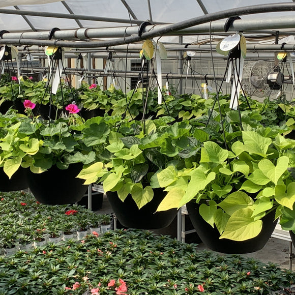 Premium Mix Annual Hanging Basket