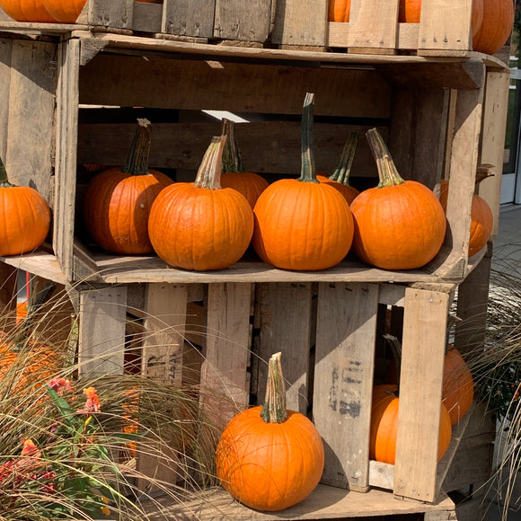 Field Trip Pumpkin