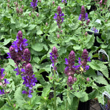 Salvia