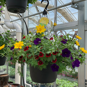 Mix Annual Hanging Basket