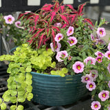 Sun Coleus Hybrids