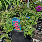 Verbena/Vervain-Native