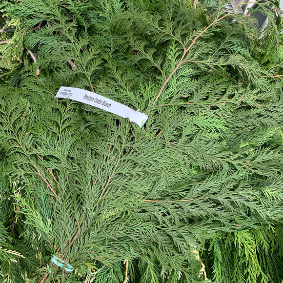 Western Cedar Bunch