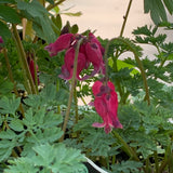 Dicentra/Bleeding Heart