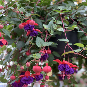 Fuchsia Hanging Basket