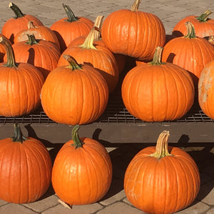 Jack-o-Lantern Pumpkin