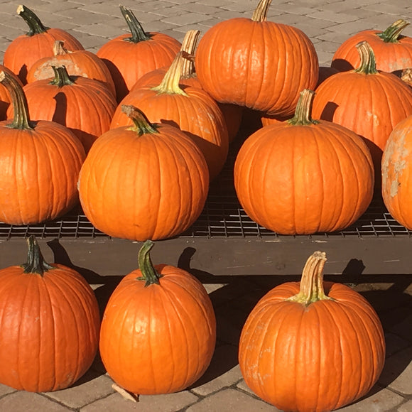 Jack-o-Lantern Pumpkin