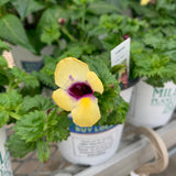 Torenia (Trailing)