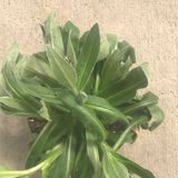 Centurea/Bachelor's Button