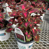 Sun Coleus Hybrids