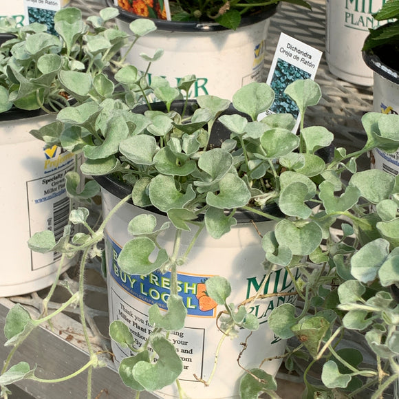 Dichondra