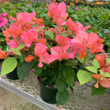 Bougainvillea