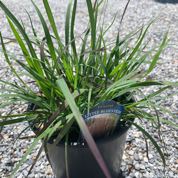 Schizachyrium/Little Blue Stem- Native