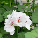Geranium (Ivy) Hanging Basket