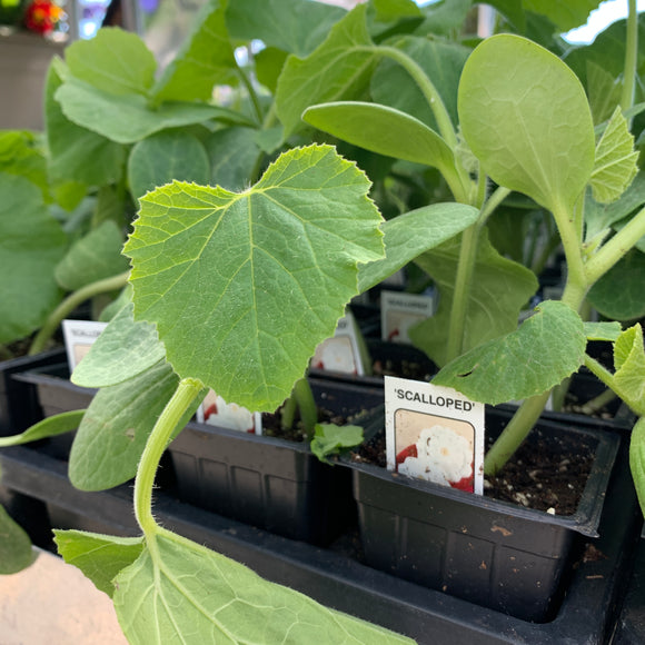 Scalloped White Squash Plants