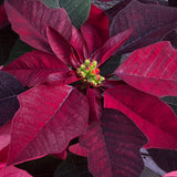 Poinsettia 4”