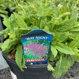 Salvia