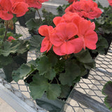 Geraniums (Zonal)