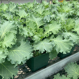 Flowering Kale