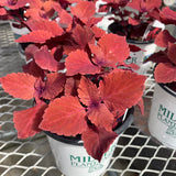 Sun Coleus Hybrids