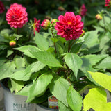 Dahlia
