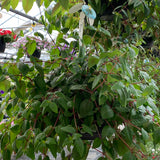 Fuchsia Hanging Basket