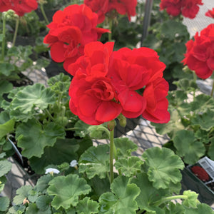 Geraniums (Zonal)