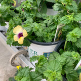 Torenia (Trailing)