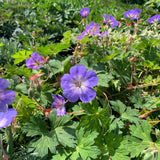Hardy Geranium/Cranesbill
