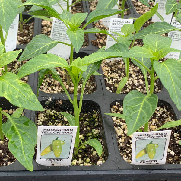 Peppers- Hungarian Wax – Miller Plant Farm