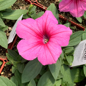 Petunia (Wave)