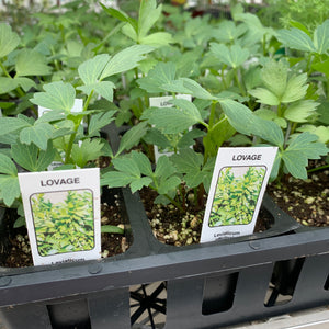 Lovage