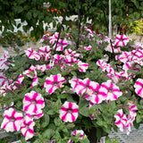 Petunia Hanging Basket