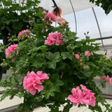 Geranium (Ivy) Hanging Basket