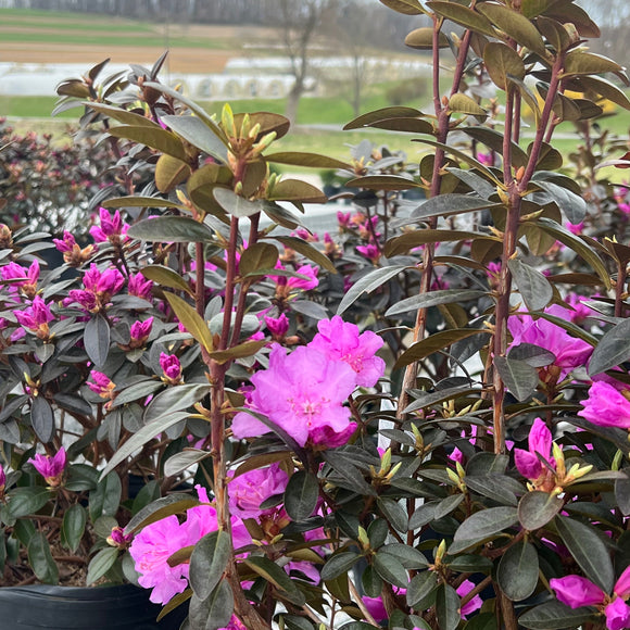 Rhododendron 'P.J.M.'