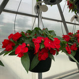 New Guinea Impatien Hanging Basket