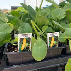 Yellow Zuchinni Squash Plants
