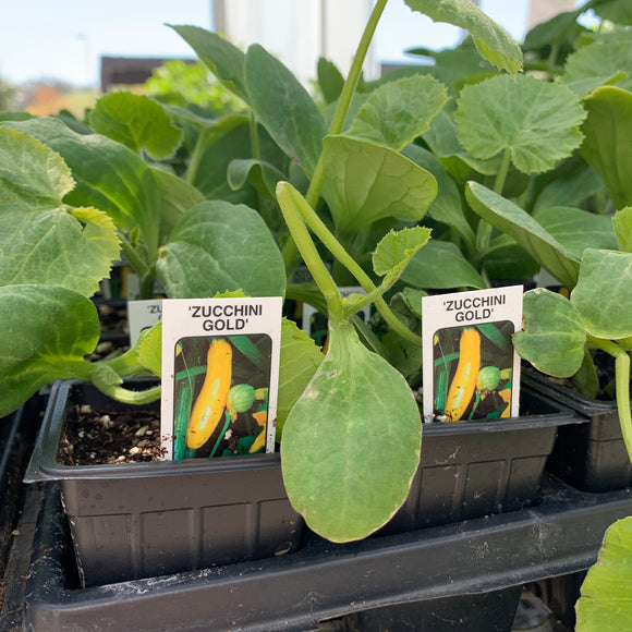 Yellow Zuchinni Squash Plants