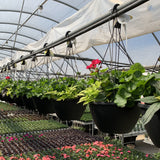 Premium Mix Annual Hanging Basket
