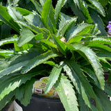 Leucanthemum/Shasta Daisy