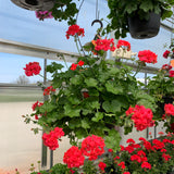 Geranium (Ivy) Hanging Basket