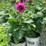 Dahlia