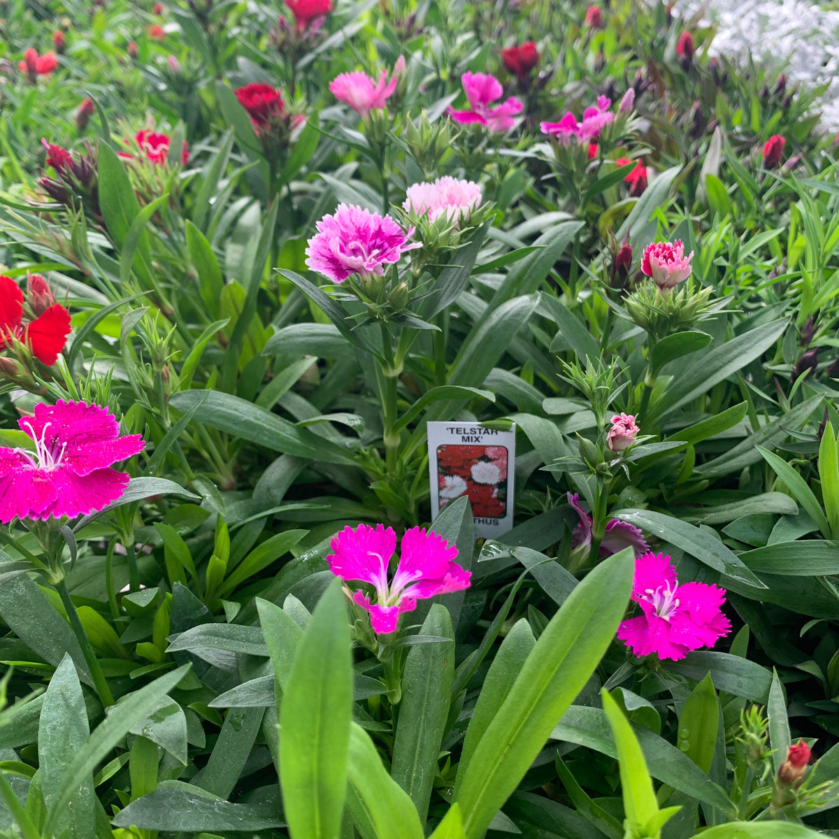 Dianthus Telstar Market Pack – Miller Plant Farm