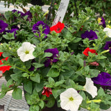 Petunia Hanging Basket