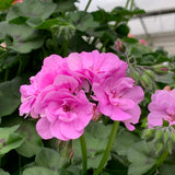 Geranium (Ivy) Hanging Basket